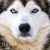 :iconwild-lifephotography: