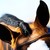 :iconwild-mustangs: