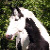 :iconwild-paint-horse: