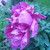 :iconwild-radishes: