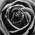 :iconwild-usoria: