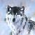 :iconWild-White-Wolf: