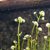 :iconwild-winter-rose:
