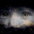 :iconwild-wolves-live: