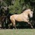 :iconwild4horses: