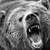 :iconwildbear-9: