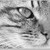 :iconwildcat-eyes: