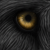 :iconwildcat09: