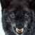 :iconwildearsthefirst: