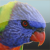 :iconwilderbeest: