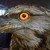 :iconwildexpress:
