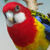 :iconwildfire0135: