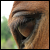 :iconwildflower13524: