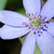 :iconwildflowerz07: