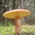 :iconwildforwoods: