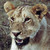 :iconwildfowl:
