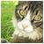 :iconwildgreymare: