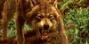 :iconwildheartbeat: