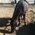 :iconwildhorses1334:
