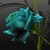 :iconwildirishrose05: