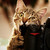 :iconwildlark: