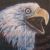 :iconwildlifefeathers: