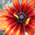 :iconwildlilly: