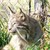 :iconwildlynxcdn: