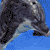 :iconWildMoppet: