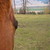 :iconwildmustangirl:
