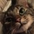 :iconwildpacksart: