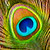 WildPhotographer221 :iconwildphotographer221: