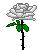 :iconwildrose4: