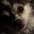 wildroseblossom :iconwildroseblossom:
