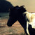 :iconwildsolstice: