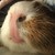 :iconwildspeedspirit: