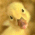 :iconwildstar13: