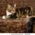 :iconwildstarofdreamclan: