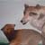 :iconwildtimberwolf: