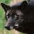 :iconwildwarhog: