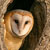 :iconwilkes-selkie: