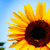 :iconwilldraw4food: