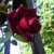 :iconwillory15: