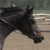 :iconwillow-grove: