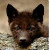 :iconwillow-larson: