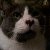 :iconwillow0126: