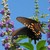 :iconwillow1264: