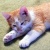 :iconWillowHouse:
