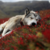 :iconwillowpen: