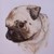 :iconwillowtreeportraits: